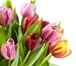 Изображение в Домашние животные Растения цветок тепличный свежей срезки,сорт можно в Екатеринбурге 23