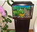 Foto в Домашние животные Товары для животных Продам аквариум, 53л, с подсветкой, на спец.тумбочке в Пскове 5 000