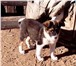Фотография в  Отдам даром-приму в дар щенка от сибирской лайки, возраст 2 мес., в Улан-Удэ 100