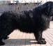 Фотография в Домашние животные Вязка собак Кобель ньюфаундленда для вязок. Возраст 3 в Белгороде 0