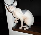Фото в Домашние животные Вязка котику нужна подружка для вязки в Уфе 500