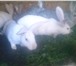 Фото в Домашние животные Другие животные Кролики неприхотливые разных возрастов по в Сочи 700