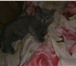 Британка - котята продам 344609 Британская короткошерстная фото в Москве
