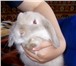 Фотография в Домашние животные Грызуны В Питомнике декоративных кроликов «Красная в Владимире 6 500