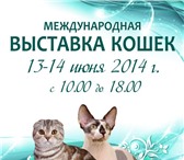 Изображение в Домашние животные Выставки кошек Дорогие Друзья ! КЛК "Топ Лайн" приглашает в Саратове 200