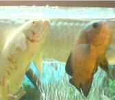 Фотография в Домашние животные Рыбки Продам неразлучную пару астронотусов. Астронотусы в Магнитогорске 0