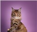 Котята Мейн-кун чемпионских кровей! 3928168 Мейн-кун фото в Калининграде