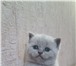 Продаются очаровательные британские котята 1534515 Британская короткошерстная фото в Пензе