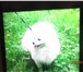 Фото в Домашние животные Вязка собак Кобель для вязки, Юный Чемпион России, шикарный в Рязани 6 000