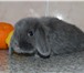 Фото в Домашние животные Грызуны Предлагаем Вам купить крольчат, которых разводят в Нижнекамске 2 000