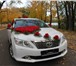 Изображение в Авторынок Аренда и прокат авто самые лучшие свадебные автомобили и украшения в Оренбурге 500