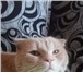 Фотография в Домашние животные Вязка Ждём кошечку для вязки. Возраст 2 года. Окрас в Екатеринбурге 1 000