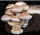 Комплект для выращивания грибов шиитаке 