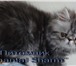 Продам красивого персидского котенка, Котик окраса черный серебристый мраморный, очень-очень ласко 69267  фото в Талдом