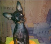 Фотография в Домашние животные Вязка собак Той-терьер, черно-подпалый, 3 года, вес 3,5 в Барнауле 0