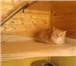 Фото в Домашние животные Услуги для животных Передержка кошек на время Вашего отпуска, в Москве 500