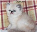 Персидский котик блю-лингс-поинт 2701664 Персидская фото в Москве