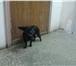 Фото в Help! Находки Около КУМИ найдена маленькая чёрная собачка(девочка)!На в Дзержинске 0