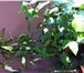Фотография в Домашние животные Растения Продаю комнатные цветы (шефлера, фикус Бенджамина, в Сыктывкаре 50 000