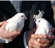 Белые голуби на выпуск в казани для свад