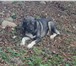 Foto в Домашние животные Вязка собак Шикарный кобель САО(Алабай), развязан, на в Краснодаре 10