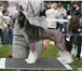 Изображение в Домашние животные Вязка собак Молодой,  1 год,  перспективный,  голый кобель в Москве 0