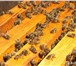 Фотография в Домашние животные Другие животные Продажа пчелопакетов карпатской породы. Пчёл в Тюмени 4 000