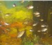 Фото в Домашние животные Рыбки Продаю мальков акары бирюзовой,активные с в Москве 50