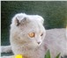 Фото в Домашние животные Вязка Опытный Шотландский вислоухий котик,цвет в Старом Осколе 1 000