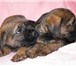 Продаются щенки бордер терьера с родословной, рожденные 7 января 2011 г, , клейменные, вакциниров 67425  фото в Екатеринбурге