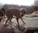 Изображение в Домашние животные Вязка собак Девочка ищет жениха для вязки,шерсть у неё в Прокопьевске 0