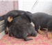Foto в Домашние животные Вязка собак Продам щенков Ротвейлера, родились 27.07.2013 в Омске 6 000