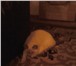 Изображение в Домашние животные Вязка Котёнок породы скоттиш-страйт. Окрас поинт. в Москве 1 000