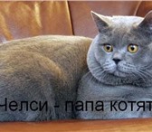 Питомник Magic Creature предлагает к продаже чистопородных котят породы британская короткошерстна 69558  фото в Челябинске