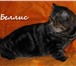 Изображение в Домашние животные Вязка Экзотические клубные коты , голубого окраса в Москве 3 000