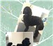 Foto в Домашние животные Стрижка собак Качественная стрижка собак и кошек в Зоосалоне в Перми 1 100