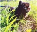 Foto в Домашние животные Вязка ПЕРСИДСКАЯ кошка ищет КОТИКА для вязки, кошка в Дубна 0