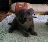 Британские котята продаются 2934635 Британская короткошерстная фото в Пензе