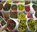 Фотография в Домашние животные Растения Предлагаем тюльпаны оптом Экстра класса к в Красноярске 29
