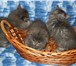 Шотландские вислоухие и прямоухие длинношерстные котята 2707393 Скоттиш фолд фото в Санкт-Петербурге