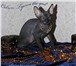 Котята Донского сфинкса 1583049 Донской сфинкс фото в Сыктывкаре