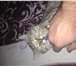 Foto в Домашние животные Вязка Ухоженный котик цвета Хаки! Королевских кровей!По в Таганроге 0