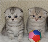 Продаются котята шотландские вислоухие, родились 18 июня: кошечка окрас вискас, котик - голубой пя 69549  фото в Екатеринбурге