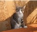Фотография в Домашние животные Отдам даром Добрые котята ,любят по играться ,приученные в Тамбове 0