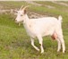 Фотография в Домашние животные Другие животные продам 3-х дойных коз Заанеской породы. 2 в Тольятти 8 500