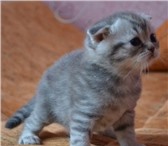 Продаю котят 374763 Скоттиш фолд фото в Комсомольск-на-Амуре