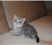 Фотография в Домашние животные Вязка Опытный , нежный , ласковый котик , приглашает в Ростове-на-Дону 2 000
