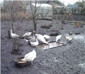 Фото в Домашние животные Другие животные продам подрощенных пекинских утят. цыплят в Рязани 100