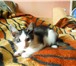 Фото в Домашние животные Отдам даром Отдам котят в добрые руки. возраст три месяца, в Старом Осколе 0