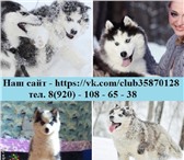 Чёрно-белые голубоглазые щеночки хаски,  кобели для вязки 3617598 Сибирский хаски фото в Ярославле